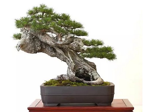 松树盆景浇水技巧