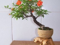 石榴花盆景浇水技巧