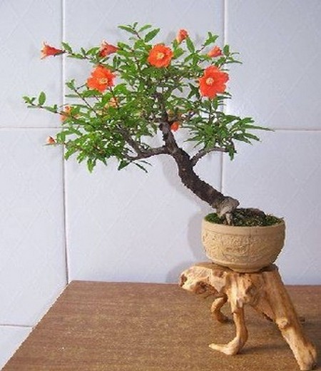 石榴花盆景浇水技巧