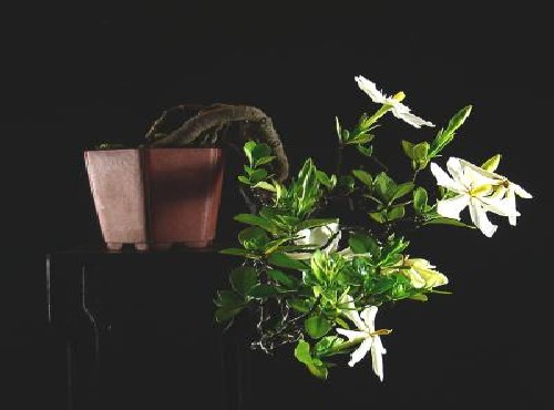 养殖栀子花盆景怎样浇水1