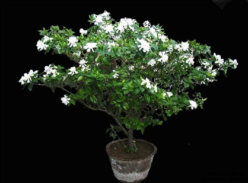 养殖栀子花盆景怎样浇水3