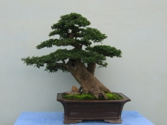 对节白蜡盆景四季水源管理