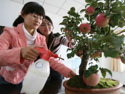 树桩盆景浇水要点