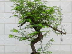 水杉盆景浇水方法及注意事项