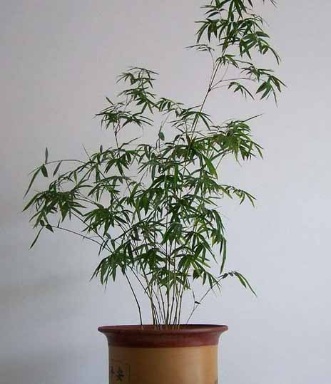 凤尾竹盆景养殖的浇水方法1