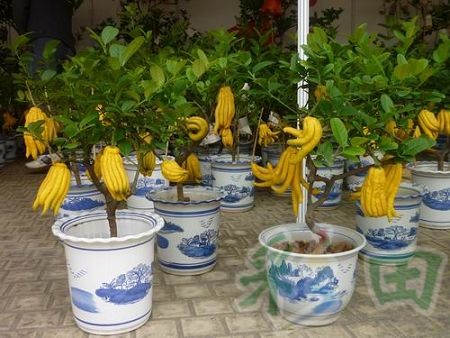 怎样给盆栽金佛手浇水2