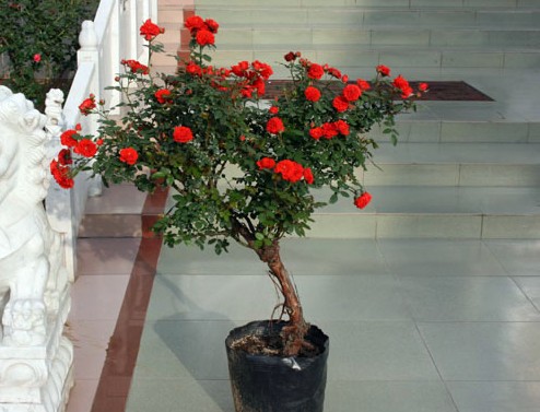 盆栽月季花浇水技巧4