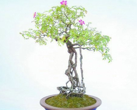 盆栽月季花浇水技巧2