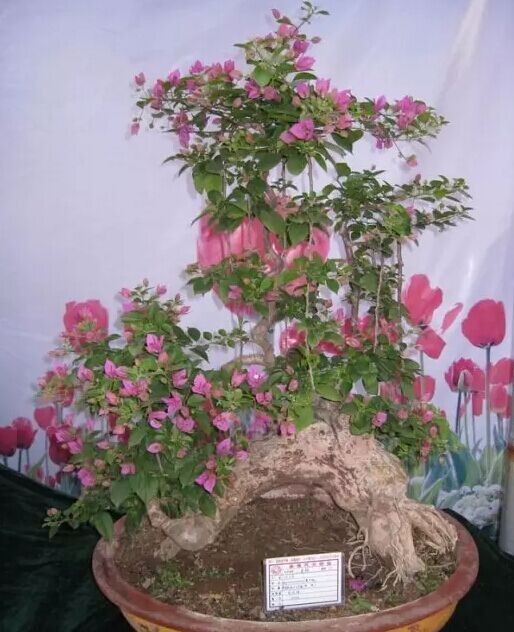 三角梅养殖的浇水方法