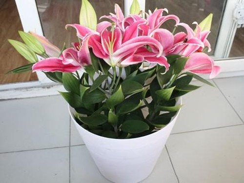 百合花盆栽的水分管理2