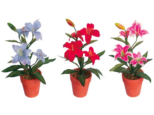 百合花盆栽的水分管理5