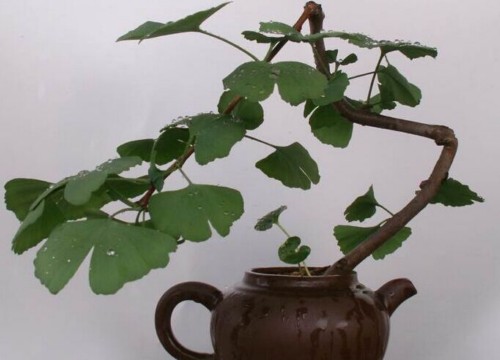 盆栽银杏浇水方法2