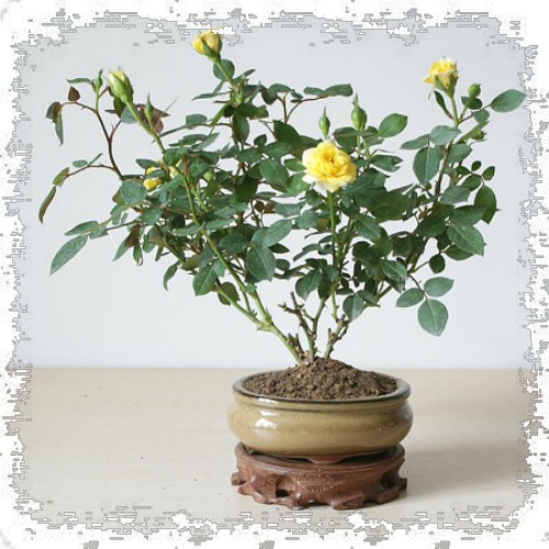 盆栽月季花浇水注意事项1