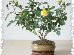 盆栽月季花浇水注意事项