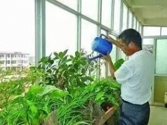 给盆栽浇水需要注意些什么