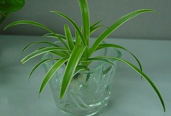 水培植物换水技巧2
