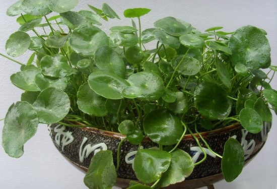 水培植物换水技巧3