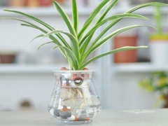 水培植物换水技巧