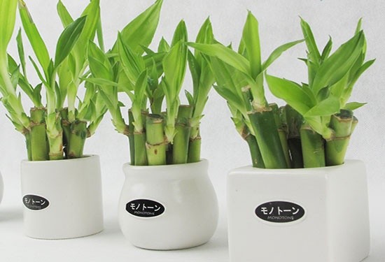 水培植物换水技巧4