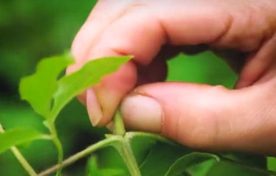 给铁线莲小苗掐掉花苞