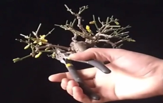 迎春盆景的修剪需掌握时机