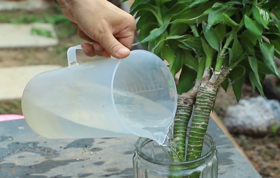 给水培富贵竹加水图片