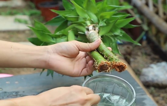 富贵竹换水图片
