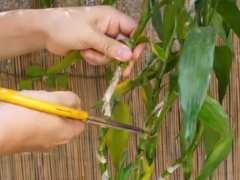 富贵竹可以修剪叶子吗