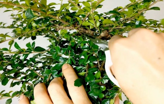 盆景植物夏天长得太茂盛凌乱怎么修剪2