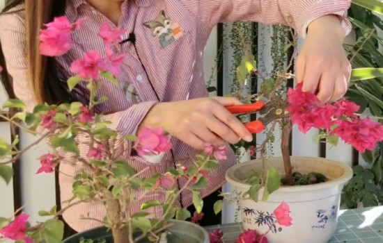 三角梅开花后的花梗要剪掉吗