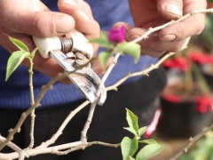 三角梅夏季开花效果好不好 春剪非常重要