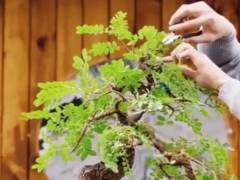 清香木冬天可以全剪吗