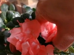 杜鹃花苞怎么摘掉