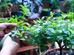 杜鹃开花少是怎么回事 或因修剪不当造成的