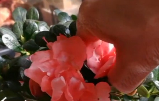 杜鹃花苞怎么摘掉