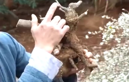 胡秃子下山桩怎么剪枝修根2