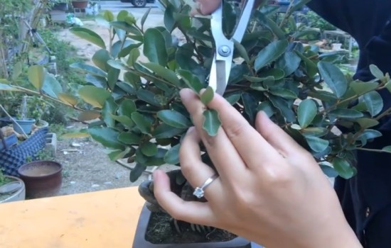 胡秃子盆景修剪整形图片