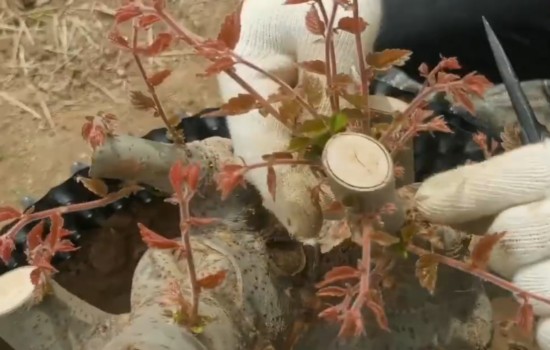 下山桩如何定枝疏芽