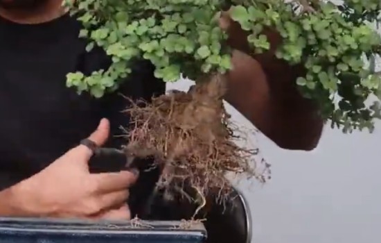 金枝玉叶上盆前要修剪根系吗