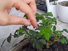蔷薇修剪后多久可以长新芽