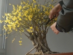 迎春盆景花后修剪三步走 来年开花量不想翻倍都难