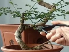 迎春盆景一年修剪几次