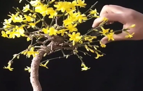 迎春花花后修剪图片