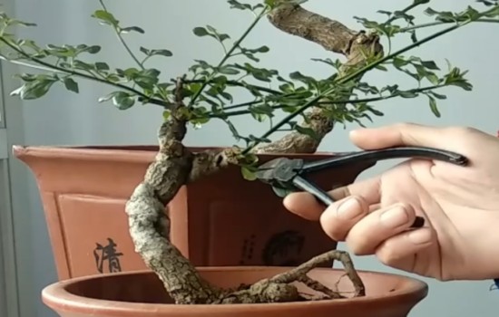迎春盆景一年修剪几次