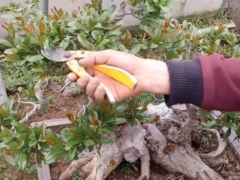石榴盆景修剪整形时间选择在什么时候最好