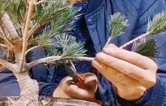 五针松盆景的蜡烛芯怎么修剪