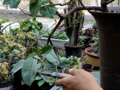 悬崖式三角梅盆景怎么修剪控型