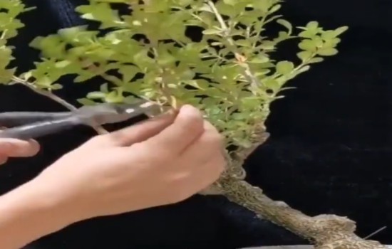 树木盆景修剪过程中需要遵循的“五大原则”
