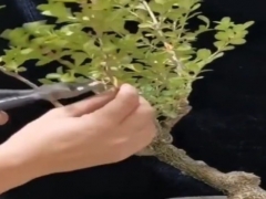 树木盆景修剪过程中需要遵循的“五大原则”