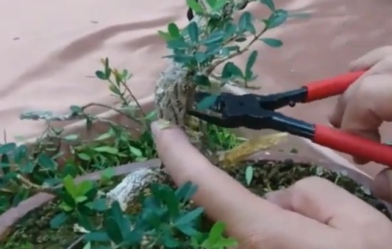 盆景修剪入门必须掌握的三种方式